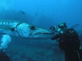 Great Barracuda