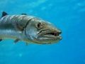 Great Barracuda
