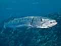 Great Barracuda