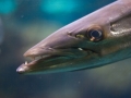 Great Barracuda