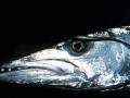 Great Barracuda
