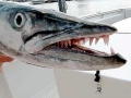 Great Barracuda
