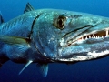 Great Barracuda