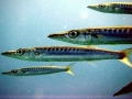Great Barracuda