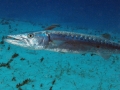 Great Barracuda