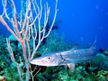 Great Barracuda