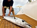 Great Barracuda