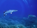 Great Barracuda