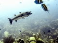 Great Barracuda