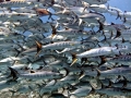 Great Barracuda