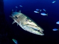 Great Barracuda