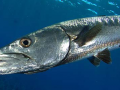 Great Barracuda