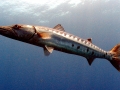 Great Barracuda