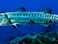 Great Barracuda