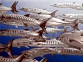 Great Barracuda