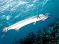 Great Barracuda