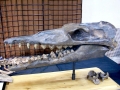 Basilosaurus