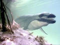 Basilosaurus
