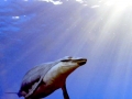 Basilosaurus