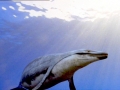 Basilosaurus