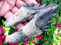 Basilosaurus