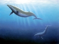 Basilosaurus