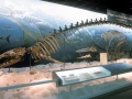 Basilosaurus