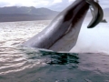 Basilosaurus