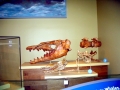 Basilosaurus