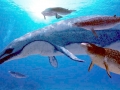 Basilosaurus
