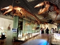 Basilosaurus