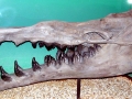 Basilosaurus