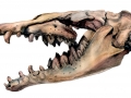 Basilosaurus
