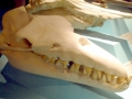 Basilosaurus