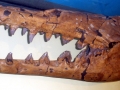 Basilosaurus