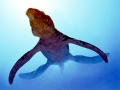 Basilosaurus