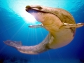 Basilosaurus