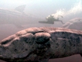 Basilosaurus