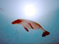 Basilosaurus