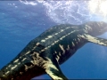 Basilosaurus