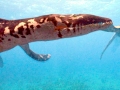 Basilosaurus