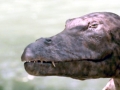 Basilosaurus