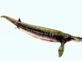 Basilosaurus