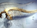 Basilosaurus