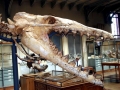 Basilosaurus