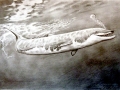 Basilosaurus