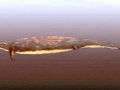 Basilosaurus