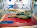 Basilosaurus