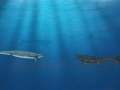 Basilosaurus