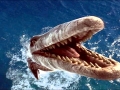 Basilosaurus
